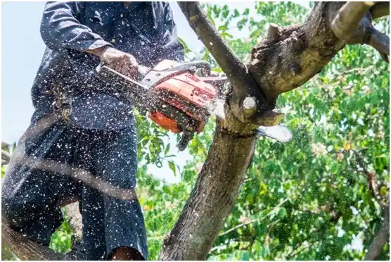 tree services Emlenton